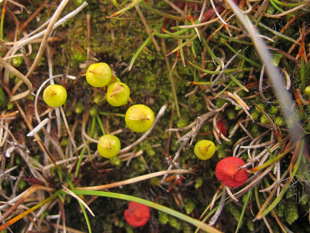 pixie hat moss