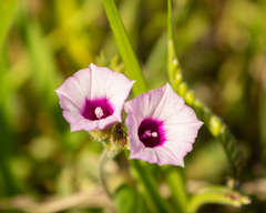 Ipomoea triloba