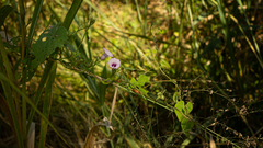 Ipomoea triloba