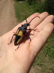 Calocomus desmarestii