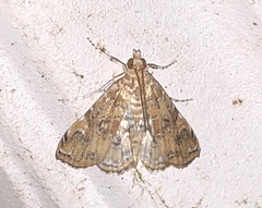 Elophila faulalis