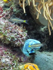 Cheilodipterus isostigma