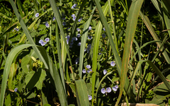 Jacquemontia velutina