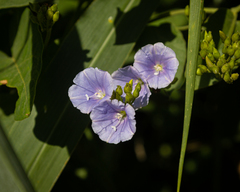 Jacquemontia velutina