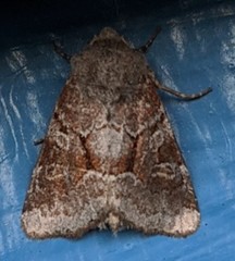 Oligia minuscula