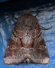 Oligia minuscula