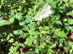 Phacelia fimbriata