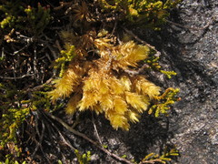 Pulchrinodus inflatus