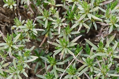 Moltkia petraea