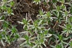 Moltkia petraea
