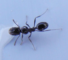 Monomorium havilandi