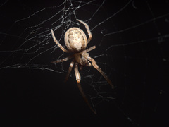Zygiella x-notata