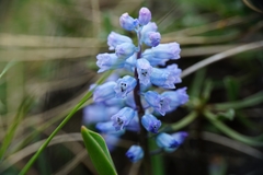 Hyacinthella dalmatica