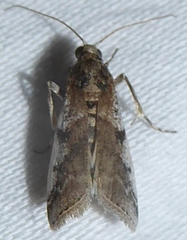 Laetilia dilatifasciella