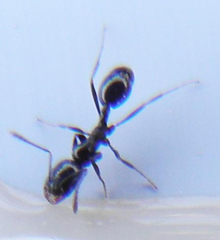 Monomorium havilandi