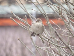 Passer domesticus