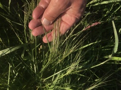 Nassella leucotricha