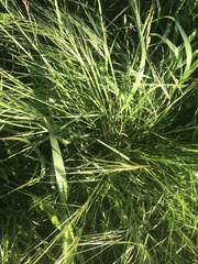 Nassella leucotricha