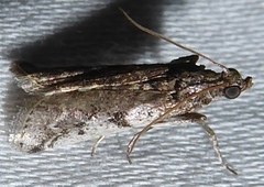 Laetilia dilatifasciella