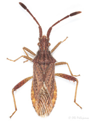 Coriomeris denticulatus