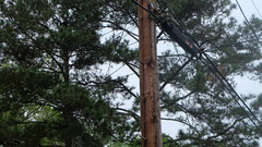 Sciurus carolinensis