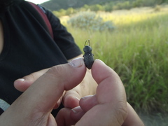 Cryptoglossa variolosa