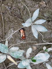 Tubuca arcuata image