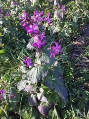 Lunaria annua