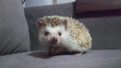 Atelerix