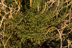 Cymopterus panamintensis