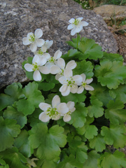 Kumlienia hystricula