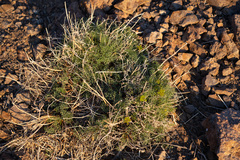 Cymopterus panamintensis