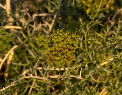 Cymopterus panamintensis