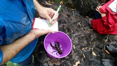 Astacopsis