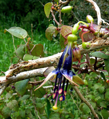 Fuchsia perscandens