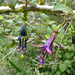 Fuchsia perscandens - Photo no hay derechos reservados, subido por Peter de Lange