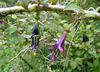Fuchsia perscandens - Photo no rights reserved, uploaded by Peter de Lange
