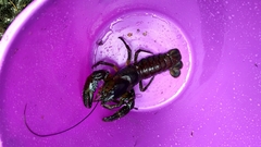 Astacopsis