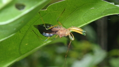 Ploeogaster