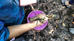 Astacopsis