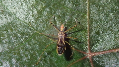 Zelus araneiformis