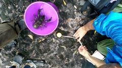 Astacopsis