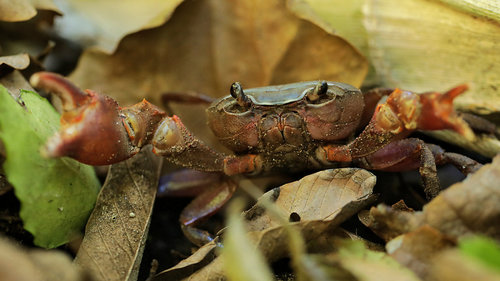 Potamonautes lividus