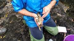 Astacopsis