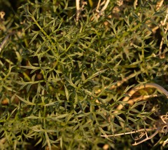 Cymopterus panamintensis