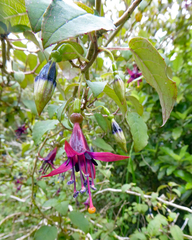 Fuchsia × colensoi