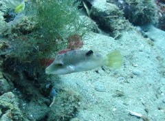 Canthigaster compressa