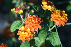 Lantana