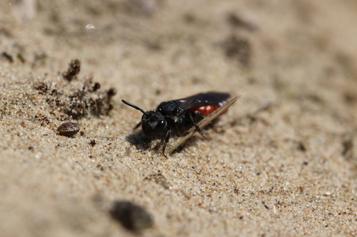 White-lipped Blood Bee, 2114 Vogelenzang, Netherlands, photo 5 of 10