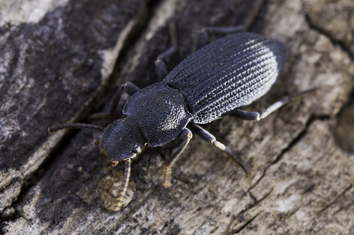 Nyctoporis aequicollis